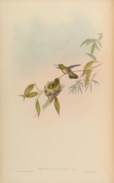 Amazilia versicolor by John Gould